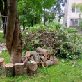 Специалисты МАУ «Коммунальное управление» совместно с МКУ «Управление по делам ГОЧС города Обнинска» быстро отреагировали на происшествие: спилили повреждённый ствол рябины и убрали обломки в сторону.